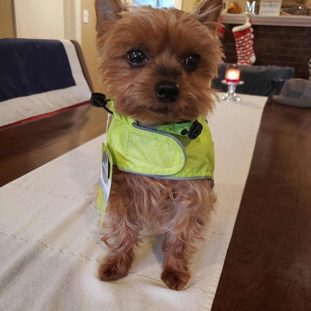 Reflective Dog Hooded Rain Jacket S - Picture 3 of 16